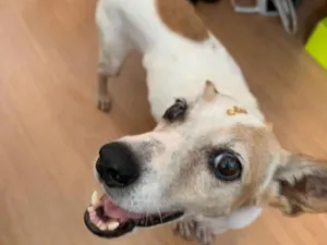 Cachorro raça SRD-ViraLata idade 6 ou mais anos nome Não tem nome