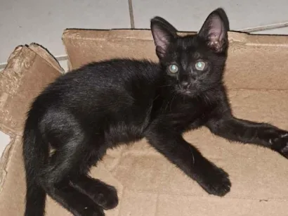Gato raça SRD-ViraLata idade 2 a 6 meses nome Feijão 