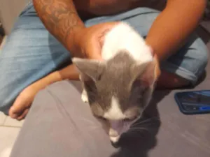 Gato raça SRD-ViraLata idade 2 a 6 meses nome Zerufino 