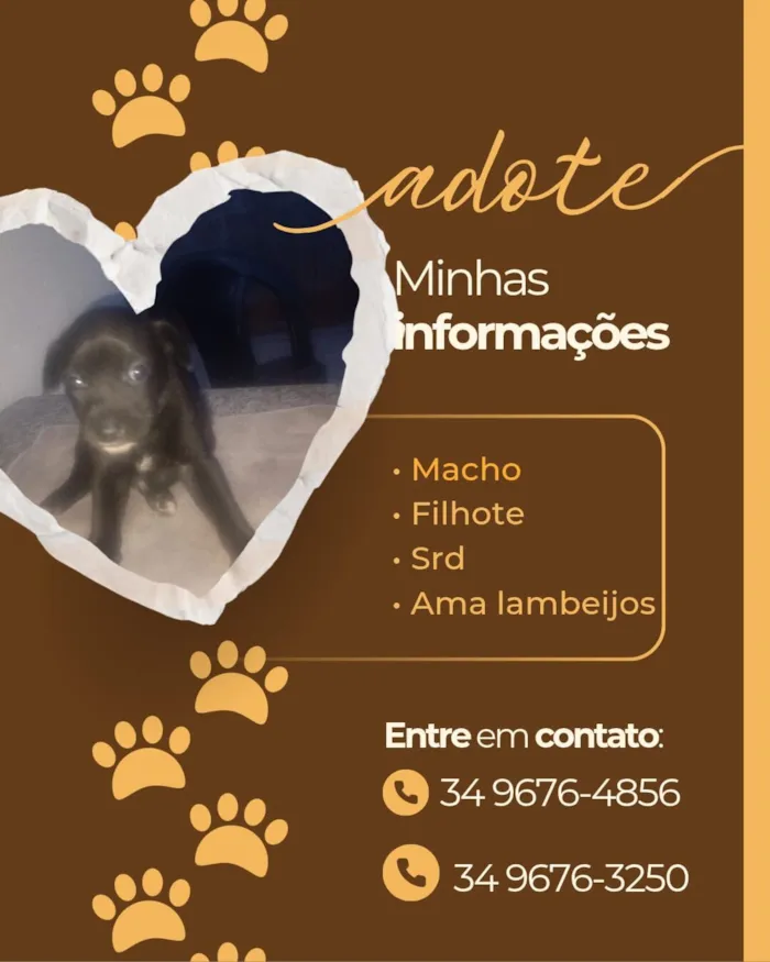 Cachorro raça SRD-ViraLata idade Abaixo de 2 meses nome Ambos sem nomes