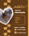 Cachorro raça SRD-ViraLata idade Abaixo de 2 meses nome Ambos sem nomes