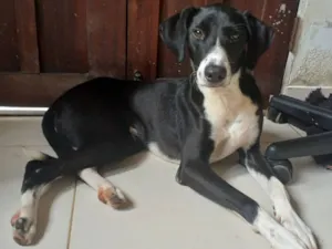 Cachorro raça SRD-ViraLata idade 7 a 11 meses nome Zoro