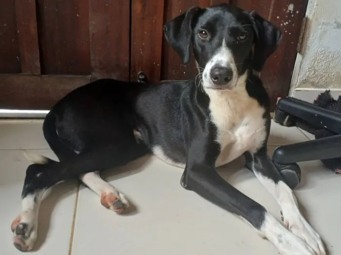 Cachorro raça SRD-ViraLata idade 7 a 11 meses nome Zoro