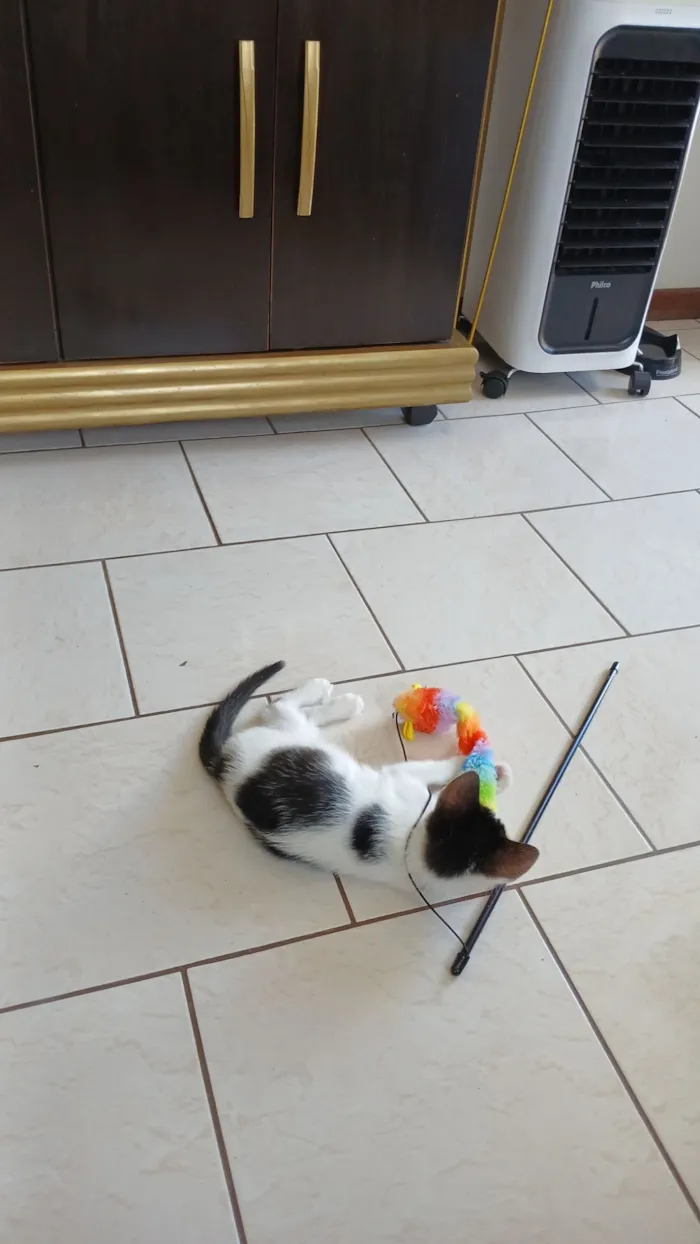 Gato raça SRD-ViraLata idade 2 a 6 meses nome Padawan