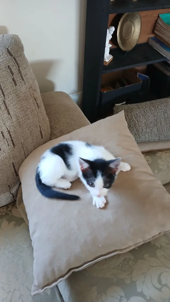 Gato raça SRD-ViraLata idade 2 a 6 meses nome Padawan