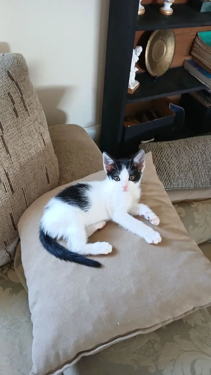 Gato raça SRD-ViraLata idade 2 a 6 meses nome Padawan