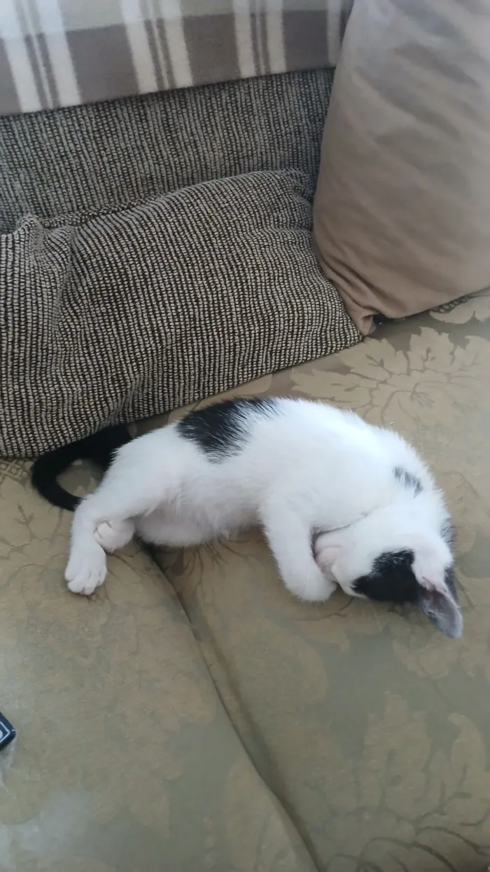 Gato raça SRD-ViraLata idade 2 a 6 meses nome Padawan