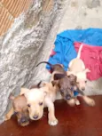 Cachorro raça SRD-ViraLata idade Abaixo de 2 meses nome Karina 