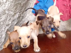 Cachorro raça SRD-ViraLata idade Abaixo de 2 meses nome Karina 