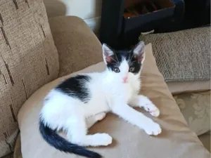 Gato raça SRD-ViraLata idade 2 a 6 meses nome Padawan