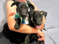 Cachorro raça SRD-ViraLata idade 2 a 6 meses nome Kit e Kat