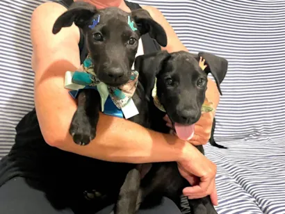 Cachorro raça SRD-ViraLata idade 2 a 6 meses nome Kit e Kat