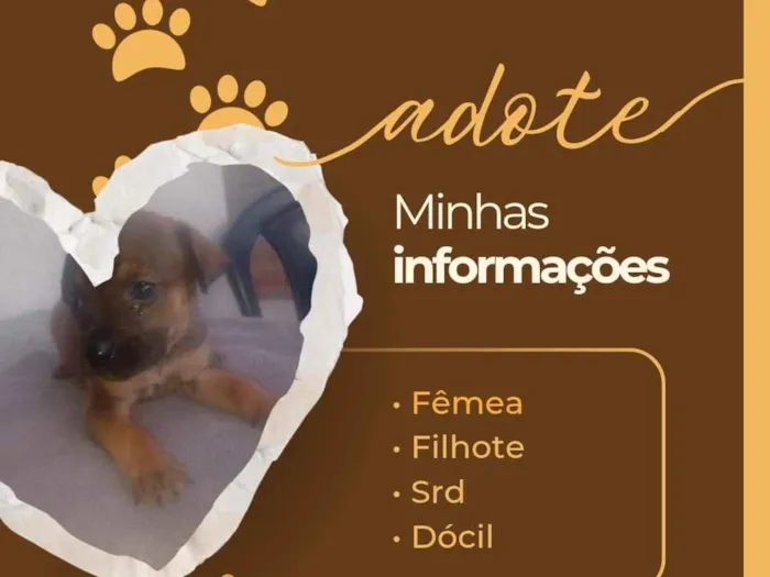 Cachorro raça SRD-ViraLata idade Abaixo de 2 meses nome Ambos sem nomes