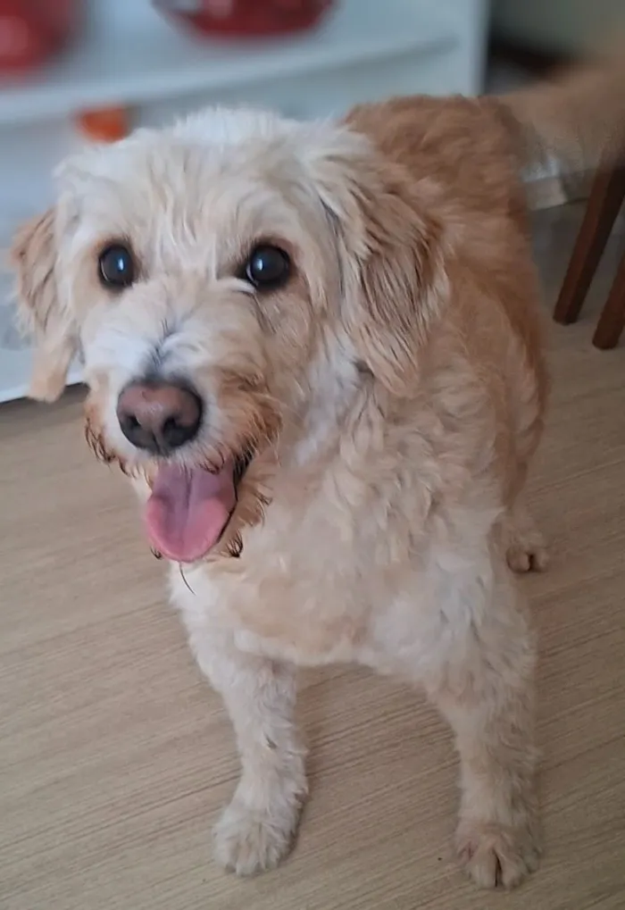 Cachorro raça SRD-ViraLata idade 6 ou mais anos nome Lily 