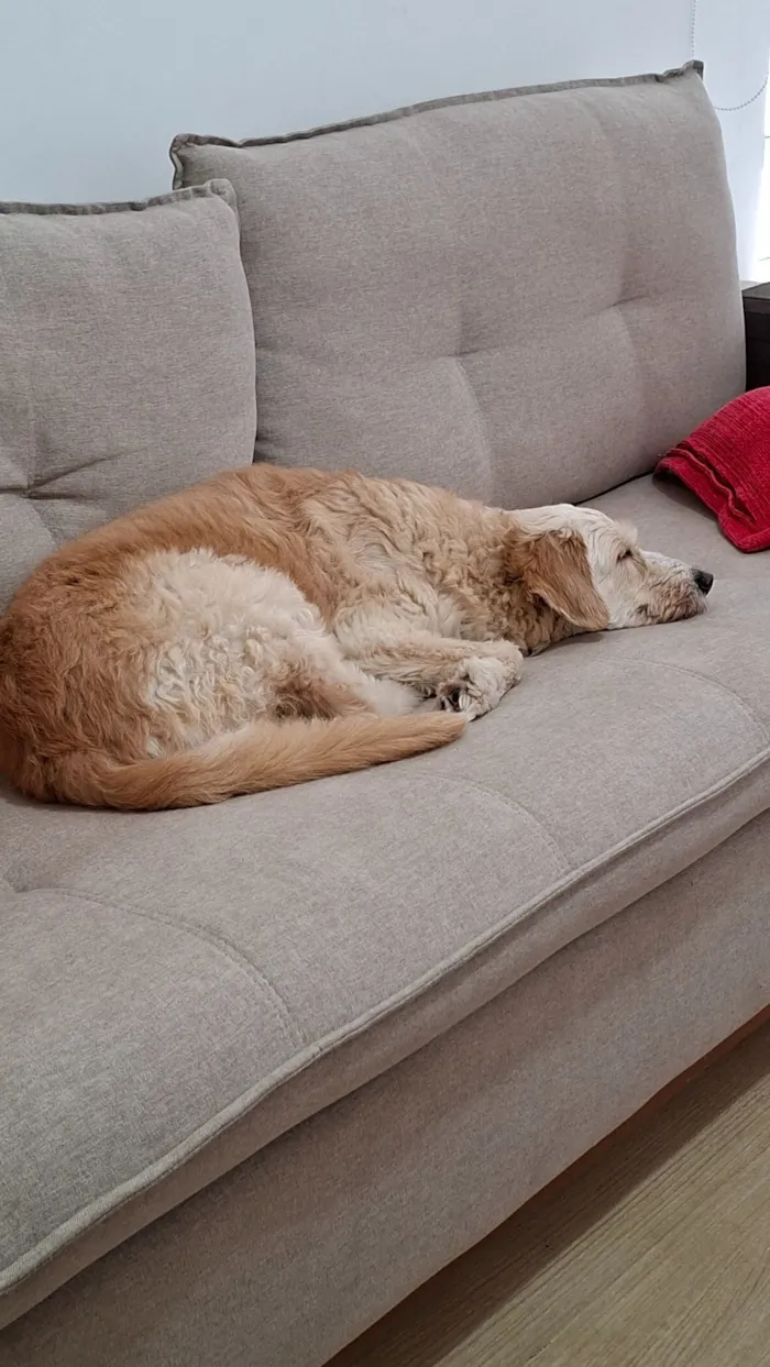 Cachorro raça SRD-ViraLata idade 6 ou mais anos nome Lily 