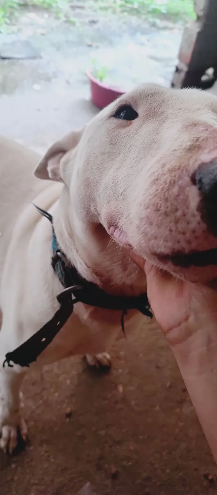 Cachorro raça SRD-ViraLata idade 5 anos nome Loko (bull terrier )