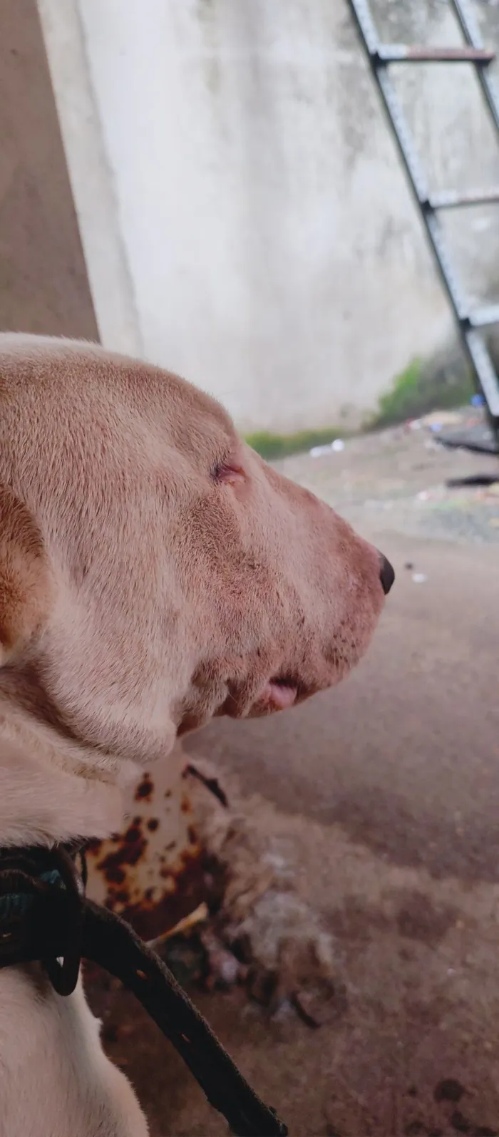 Cachorro raça SRD-ViraLata idade 5 anos nome Loko (bull terrier )