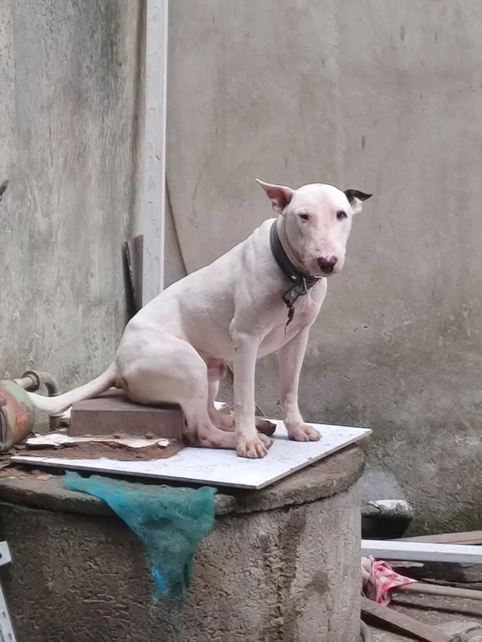 Loko (bull terrier )