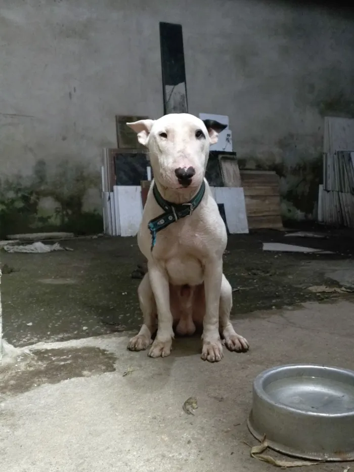 Cachorro raça SRD-ViraLata idade 5 anos nome Loko (bull terrier )