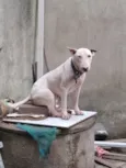 Loko ( bull terrier)