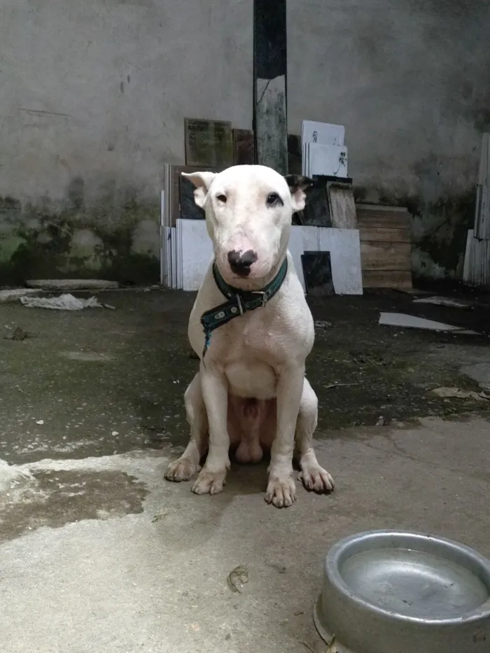 Cachorro raça SRD-ViraLata idade 5 anos nome Loko ( bull terrier)