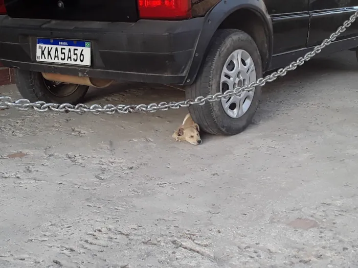 Cachorro raça SRD-ViraLata idade Abaixo de 2 meses nome Filhote muito dócil