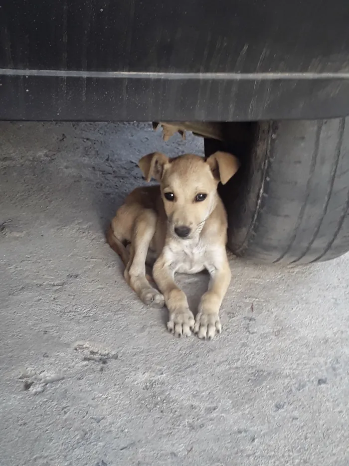 Cachorro raça SRD-ViraLata idade Abaixo de 2 meses nome Filhote muito dócil