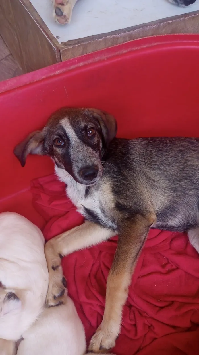 Cachorro raça SRD-ViraLata idade 7 a 11 meses nome Patrick 