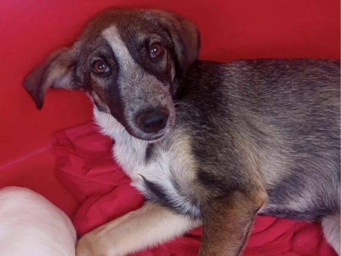 Cachorro raça SRD-ViraLata idade 7 a 11 meses nome Patrick 