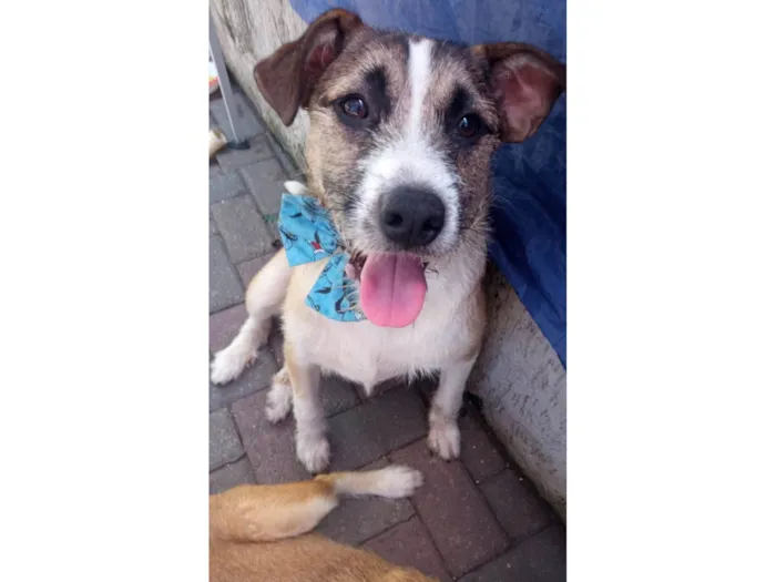 Cachorro raça SRD-ViraLata idade 1 ano nome Joe