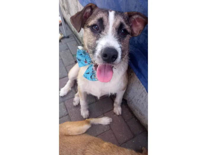 Cachorro raça SRD-ViraLata idade 1 ano nome Joe