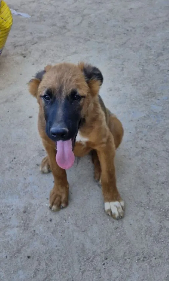 Cachorro raça SRD-ViraLata idade 7 a 11 meses nome Marrone
