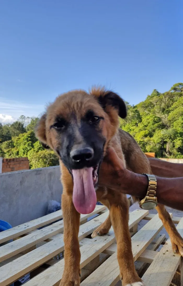 Cachorro raça SRD-ViraLata idade 7 a 11 meses nome Marrone