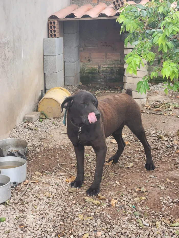 Cachorro raça SRD-ViraLata idade 4 anos nome Guki