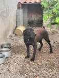 Cachorro raça SRD-ViraLata idade 4 anos nome Guki