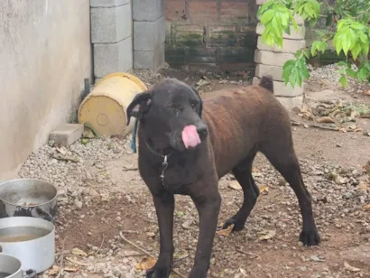 Cachorro raça SRD-ViraLata idade 4 anos nome Guki