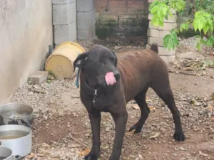Cachorro raça SRD-ViraLata idade 4 anos nome Guki