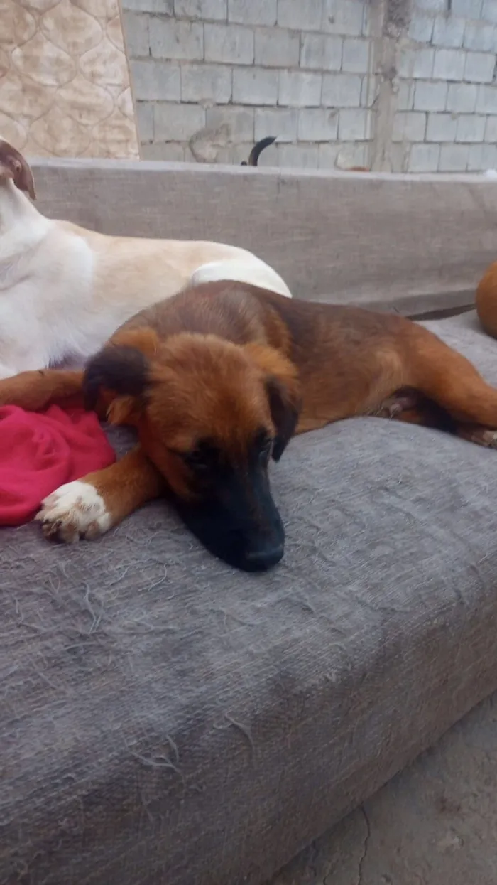 Cachorro raça SRD-ViraLata idade 7 a 11 meses nome Marrone