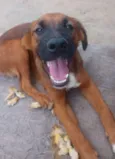 Cachorro raça SRD-ViraLata idade 7 a 11 meses nome Marrone