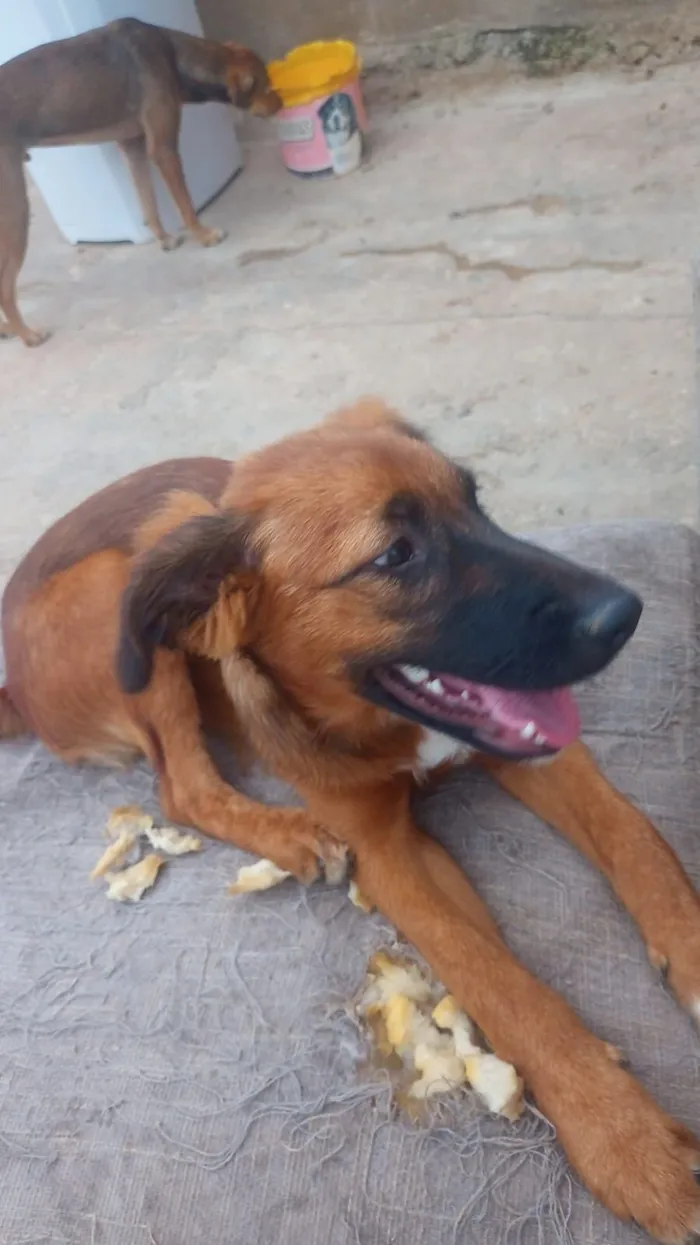 Cachorro raça SRD-ViraLata idade 7 a 11 meses nome Marrone