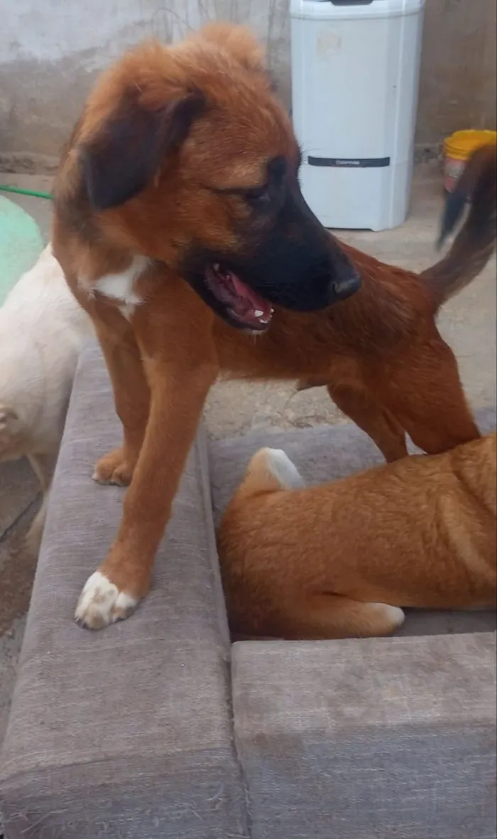 Cachorro raça SRD-ViraLata idade 7 a 11 meses nome Marrone