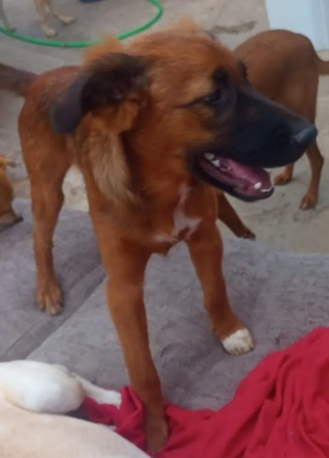 Cachorro raça SRD-ViraLata idade 7 a 11 meses nome Marrone