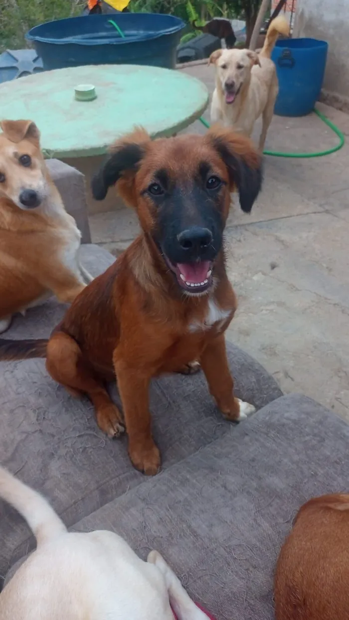 Cachorro raça SRD-ViraLata idade 7 a 11 meses nome Marrone