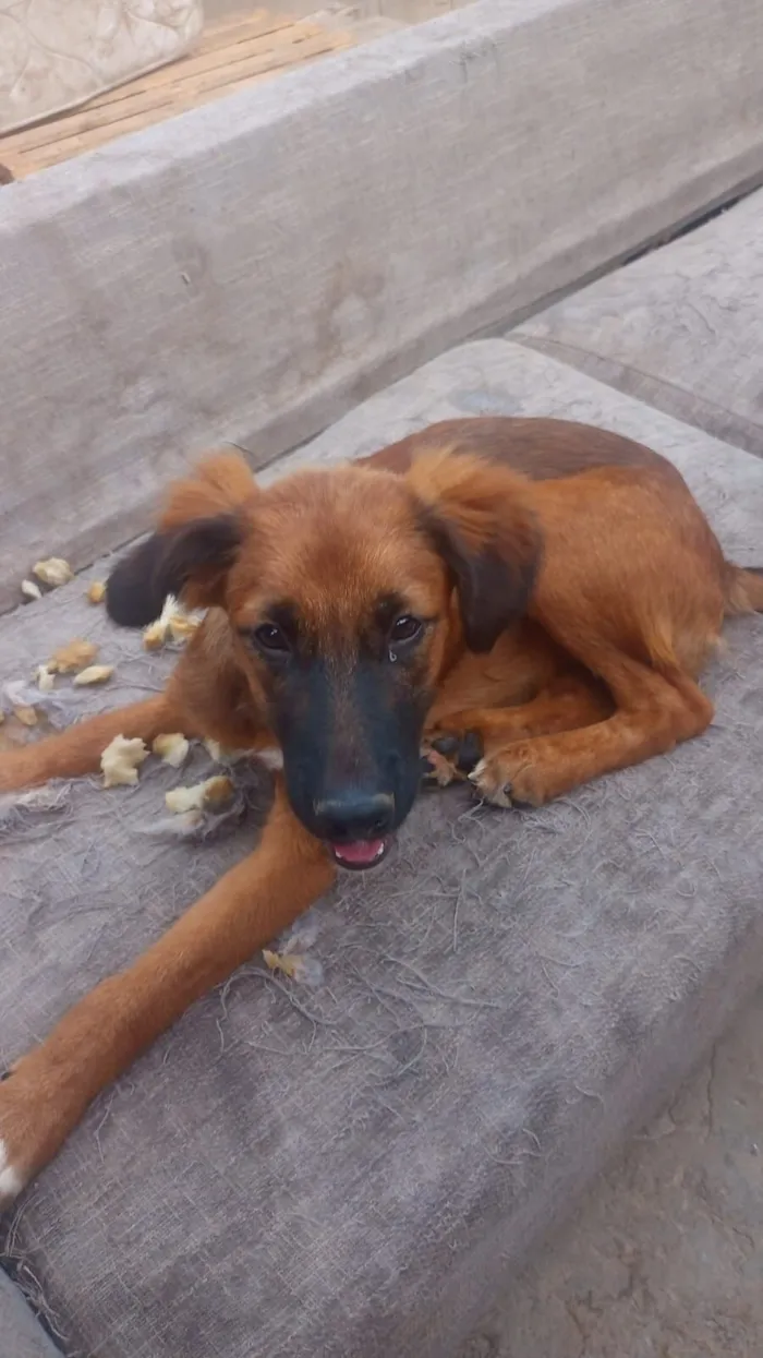 Cachorro raça SRD-ViraLata idade 7 a 11 meses nome Marrone