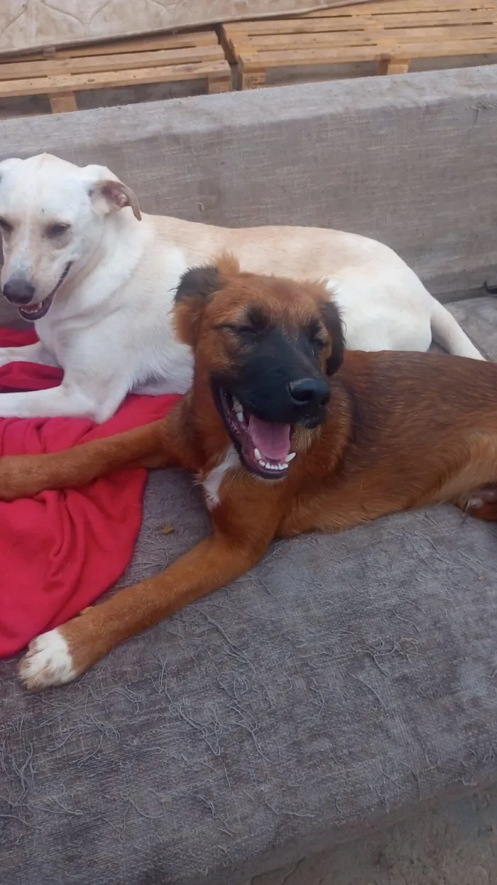 Cachorro raça SRD-ViraLata idade 7 a 11 meses nome Marrone