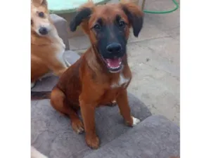 Cachorro raça SRD-ViraLata idade 7 a 11 meses nome Marrone