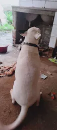 Loko ( bull terrier)