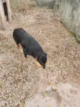 Cachorro raça SRD-ViraLata idade 5 anos nome Lola