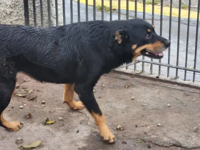 Cachorro raça SRD-ViraLata idade 5 anos nome Lola