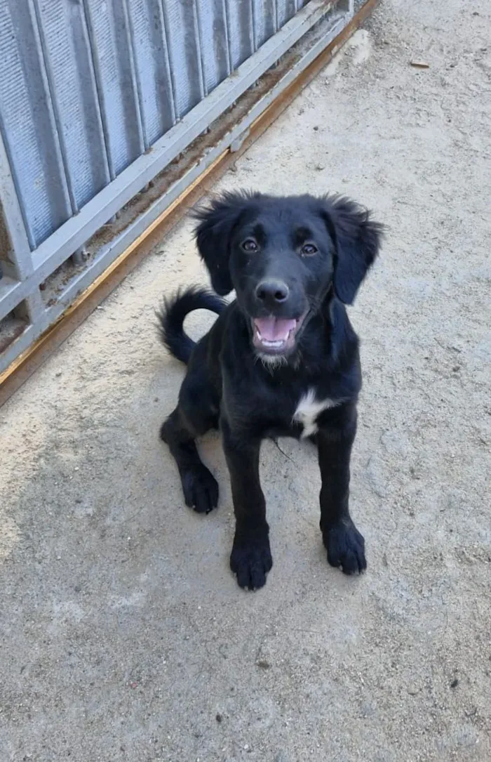 Cachorro raça SRD-ViraLata idade 7 a 11 meses nome Onix